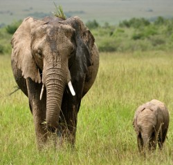 prettypachyderms:  Mommy and baby. 😍🐘