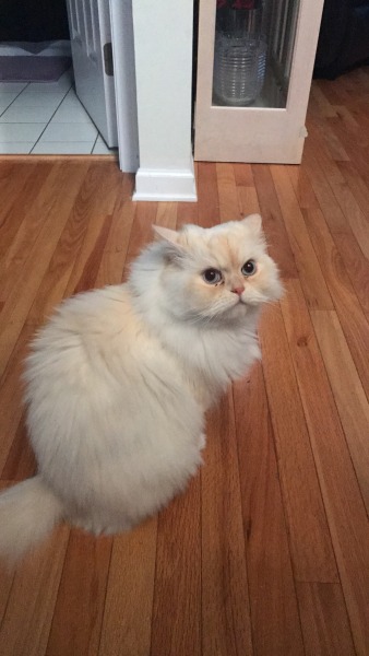 moodyyehudi:My friend’s cat looks like adult photos