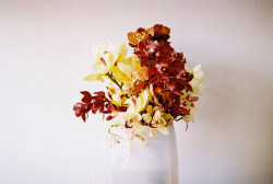 petalier:untitled by Sarita Lolita on Flickr.