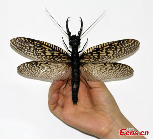 Largest aquatic insect in the world found in China By Bec Crew | July 22, 2014 | Scientific American