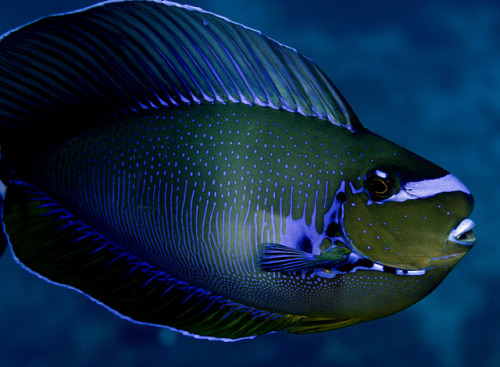 10 - theoceaniswonderful: 071_adj_DSC2500 by edpdiver