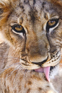 thelavishsociety:  Lion Cub by Lu | LVSH