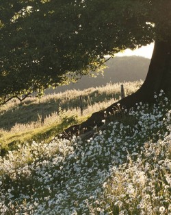 thestrawberrynight:working in the greenhouse in the mornings, having a little kitchen and baking bread, muffins and cookies there, having dinners on the nature, running on the field with camomiles wearing only long cotton dress and reading books under