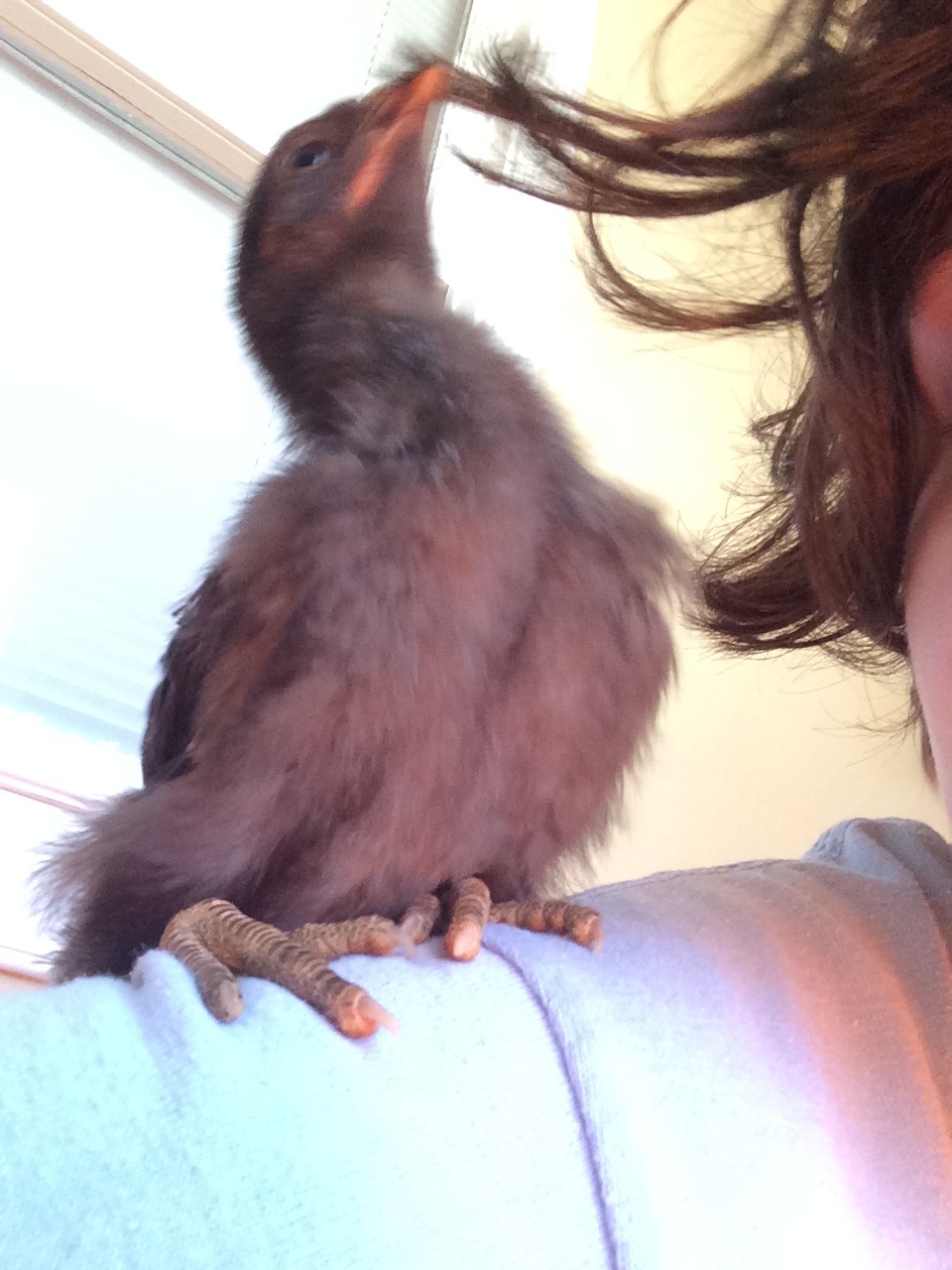 sapphicsorceress:m00ndollPilgrim having fun and licking my hair…for some reason…Shoulder