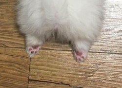 babyanimalgifs: LOOK AT THE LIL PAWS