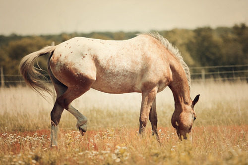 jamieleighphotography:  Elliott 