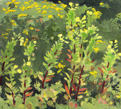 huariqueje:    Primroses and Goldenrod  