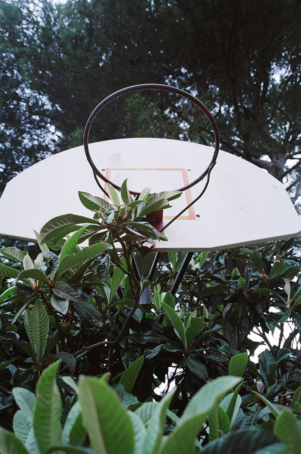 judelianaphotodiary:  hoops in the wild.