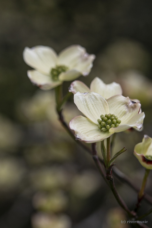 Flowering Dogwood (Cornus florida) is blooming throughout the forest. Dedicated to Angie @novice-at-