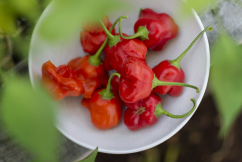 Mad Hatter peppers are seriously delicious.  I’ll be definitely growing more of these nex