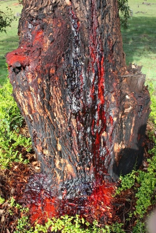 sgdenz: congenitaldisease: Pterocarpus Angolensis is a tree native to South Africa. It’s also commonly known as the bloodwood tree due to the fact that when it’s chopped or damaged, a deep red sap which looks eerily similar to blood, seeps from the