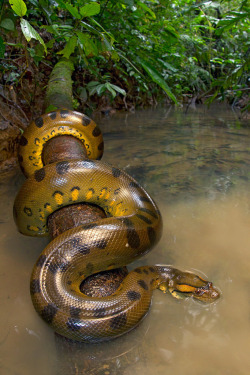 earthlynation:  A worldgorger dragon… (by Alejandro Arteaga) 