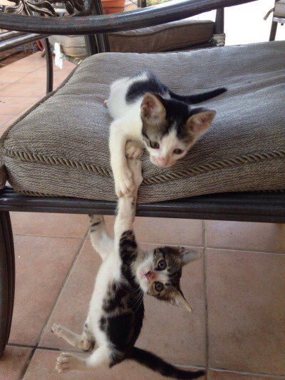 justcatposts:  CAPTION THIS