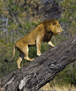 beautiful-wildlife:  Hugging the treeline by Marc MOL Xakanaxa Region, Botswana