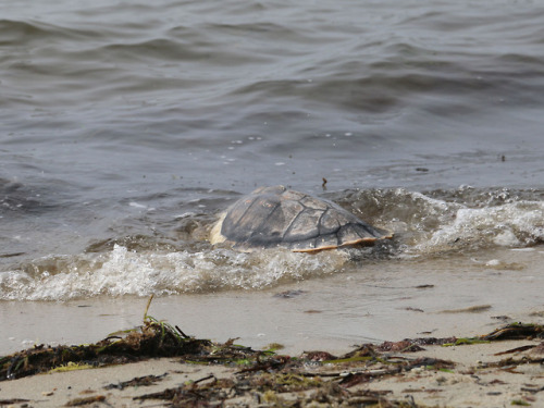 Last Sea Turtle Release of the Year Safe travels, Fuzzy Wuzzy, Peach, Artichoke, Midnight Blue, Copp