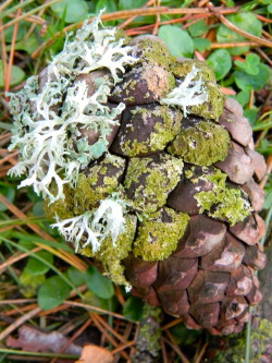 timothea:  Treasures from the woodland floor.