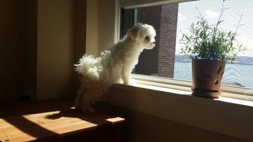 Small fluff looking out the window on a very nice day.