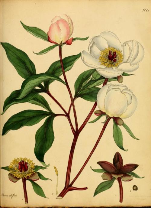 heaveninawildflower:Illustrations taken from  ‘The Botanist’s Repository’ by  Henry Andrews.Published 1797.   Printed by T. Bensley, and published by the author.Smithsonian Libraries archive.org