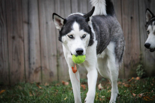 alipynckel:  Just a pup with his leaf, and tennis ball.