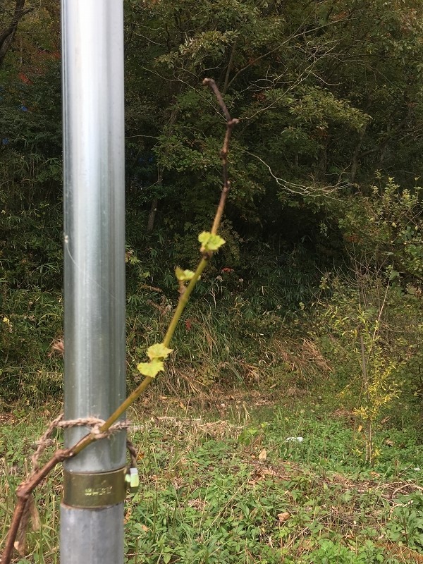 花ひろばオンラインの植物管理のウンチク 常緑樹のハイノキでも落葉します 花ひろばオンラインの植物管理のウンチク 常緑樹のハイノキでも落葉します
