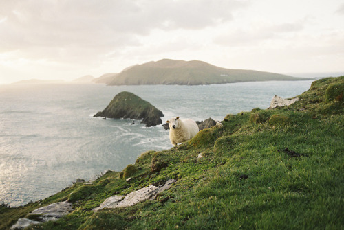 Porn photo stephaniedolen: a flock of sheep, ireland
