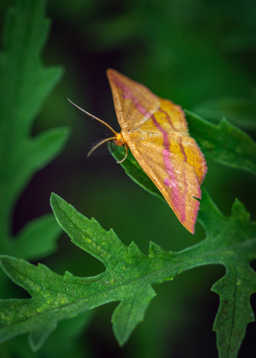 lawrencejeffersonphotography:Chickweed Geometer Moth along the Shadow Creek Ranch Nature Trail in Pe