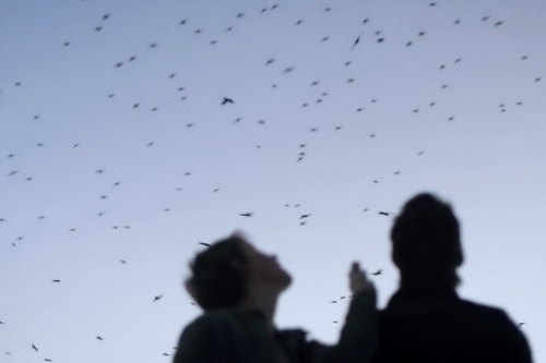 euo:“My head is made of the same material as the sun.”Upstream Color (2013) dir. Shane Carruth