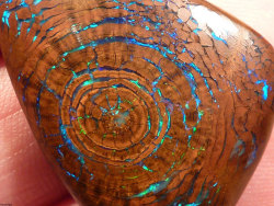 zafojones:  Petrified wood fossil with opal formed in the growth rings.   Sometimes I just want to walk up to people and just punch them right in the face and scream LOOK AT HOW BEAUTIFUL YOUR PLANET IS HOLY SHIT STOP FUCKING IT UP