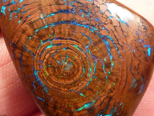 XXX geographers-mind:  Tree fossil with opal photo