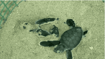babyanimalposts:  feeling down? you need this baby animal blog in your life!