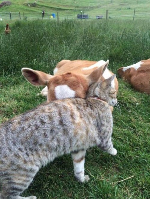 babyanimalgifs:  The world is a beautiful place.