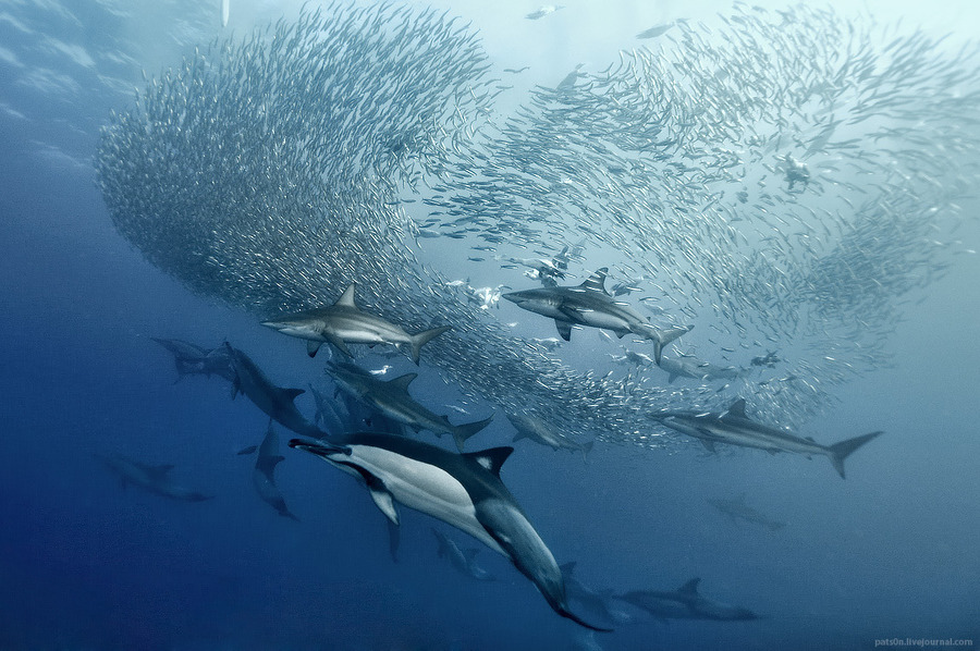randomly-random-stuff:  (via 500px / Photo “baitball symphony” by Alexander Safonov)
