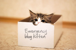 primesdontparty:  here-have-some-feels:  thefrogman:  For all your emergency blogging needs.   Where’s my emergency blog robot?   