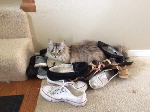 therantingsage: My cat isn’t even a cat he’s a dragon that hoards shoes