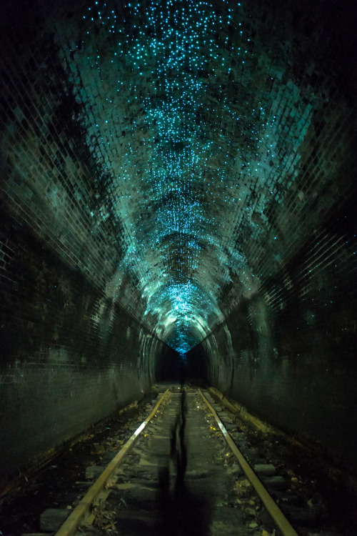 orevet:ichthyologist:Glow Worms - Helensburgh Metropolitan Tunnel 1stAn abandoned railway tunnel in 