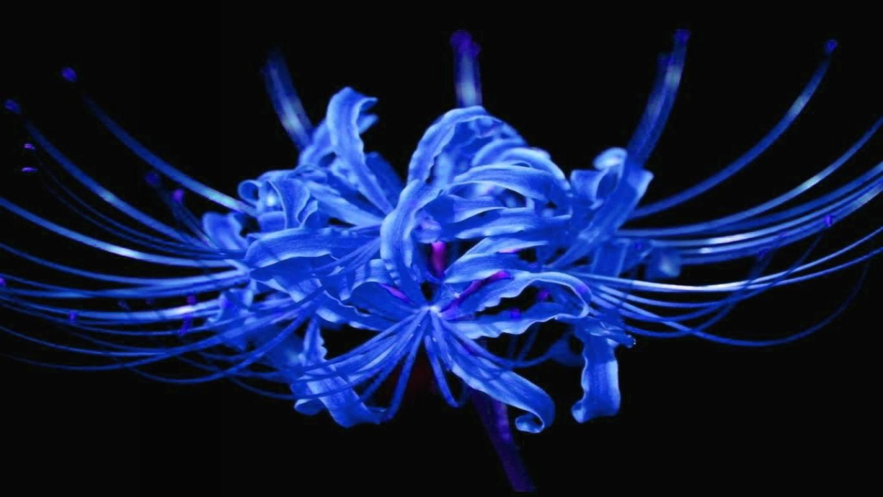 Blue Spider Lily Demon Slayer