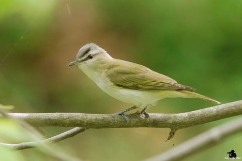 Red-eyed Vireo  It&rsquo;s funny because anytime I get a photo of a Red-eyed Vireo in Franklin P