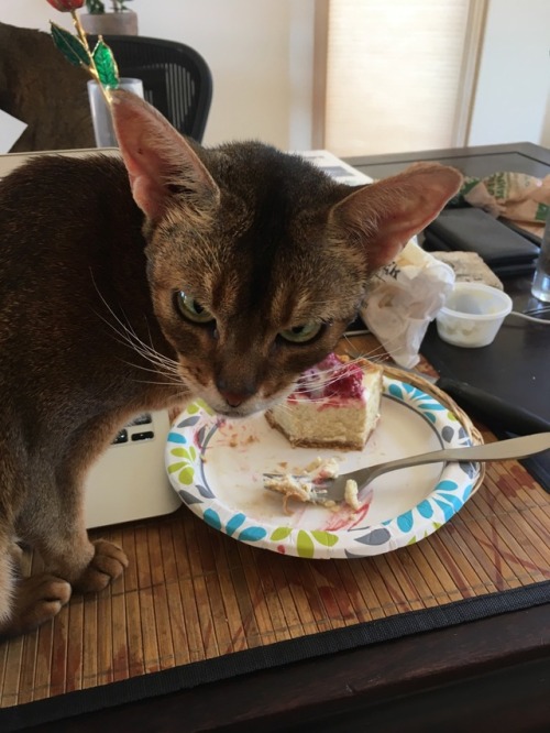 theabyssiniancat: Share my cheesecake?