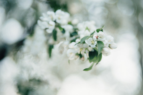 accendant:   	apple blossoms by Sarah Jane porn pictures