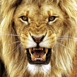 beautiful-wildlife:Male Lion by John Phielix