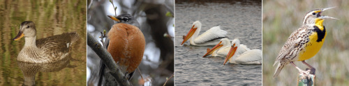 skunkbear:Can you identify the species in these photos from Malheur National Wildlife Refuge? Follow