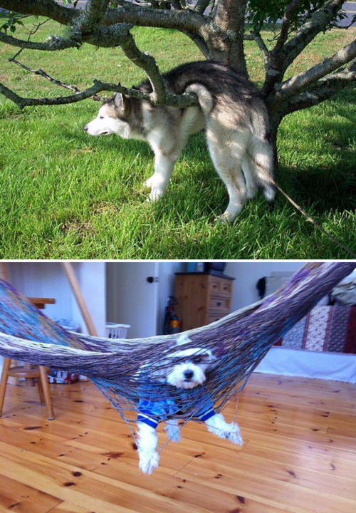 tastefullyoffensive:Dogs Who’ve Made Terrible Life Choices (photos via bored panda)Related: Before and After Photos of Dogs Growing Up