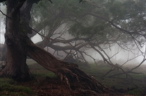 lotrscenery: Fangorn Forest 