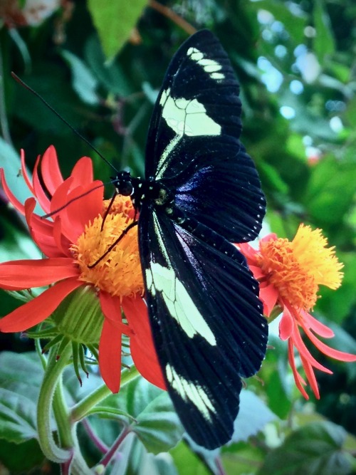 Doris Longwing (Heliconius doris)