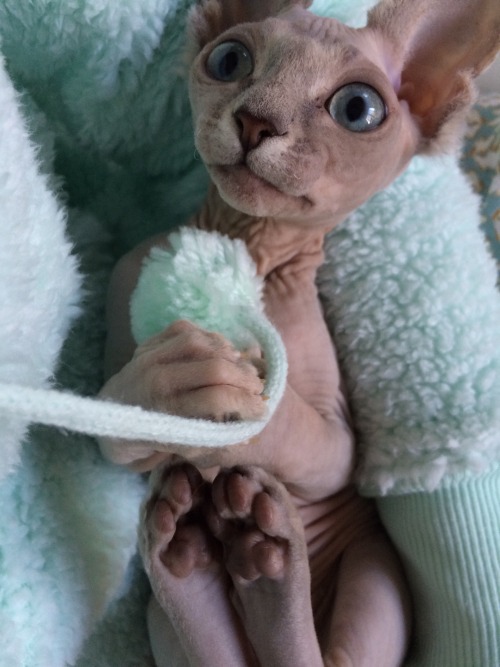 ohyouknowerised:Baby blue - Neptune the kitten