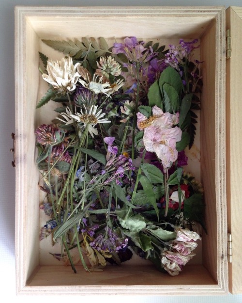 floralwaterwitch - Some of the flowers I’ve dried and pressed...