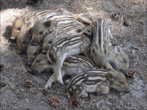 justmeeasy:Ten little wild boars cuddlingwtf is happening??? why are so many people reblogging this?