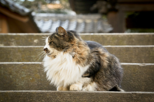 unimpressedcats: yes u may pet me