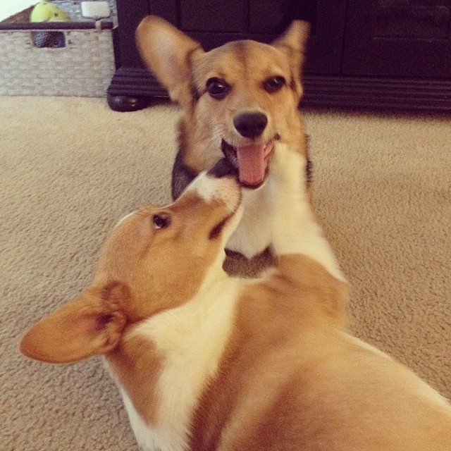 cooperdacorgi:  &ldquo;Mom tell him I’ve had enough kisses!&rdquo; 😤
