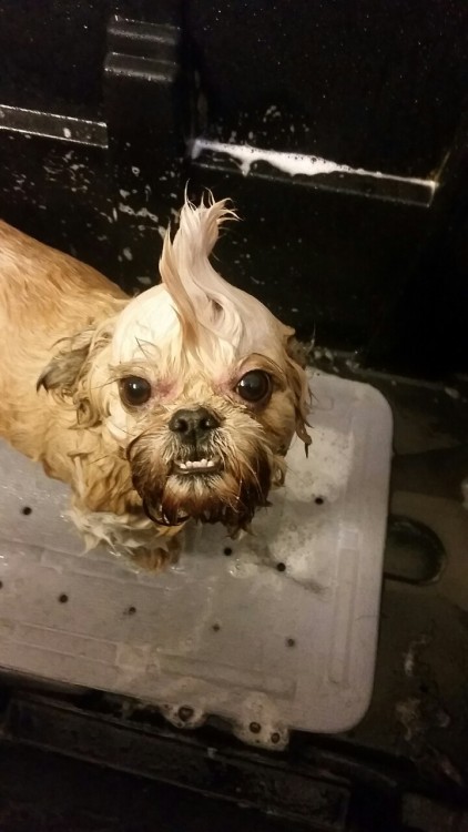 My favourite thing about being a dog groomer is giving dogs mohawks when I&rsquo;m bathing them 